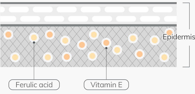 Epidermis, Ferulic acid, Vitamin E